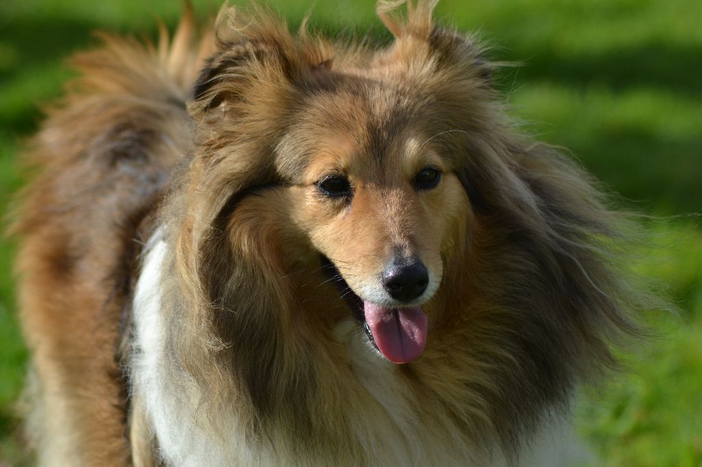 des bergers de la plaine - Des chiots attendus.