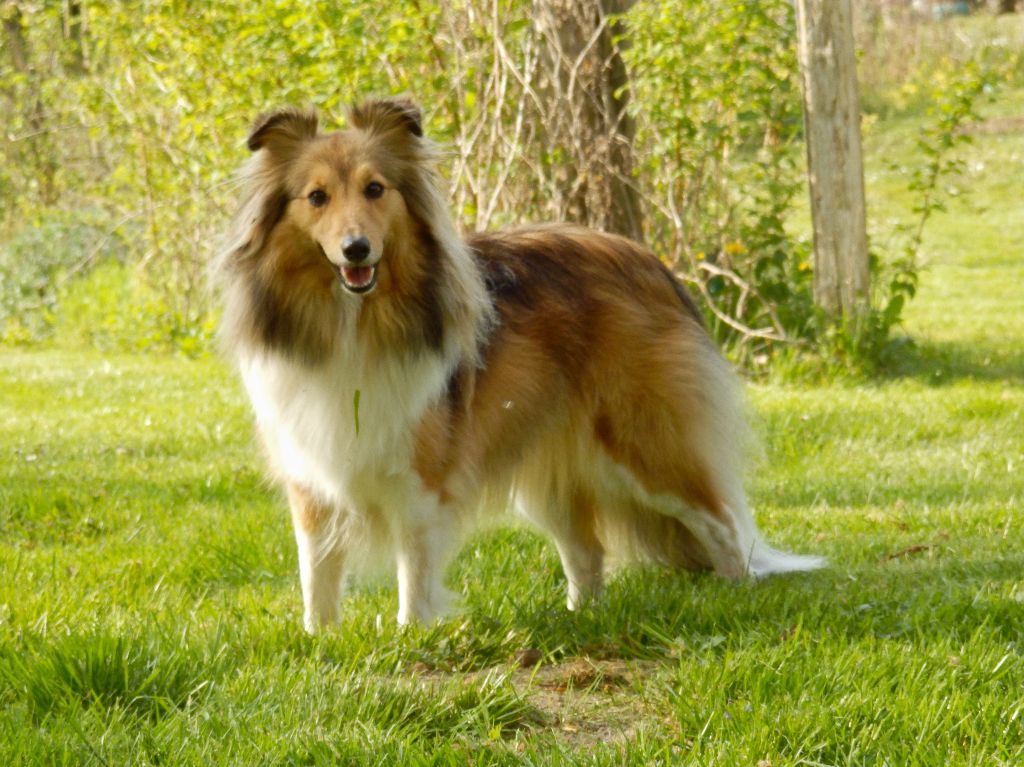 des bergers de la plaine - Des chiots attendus.