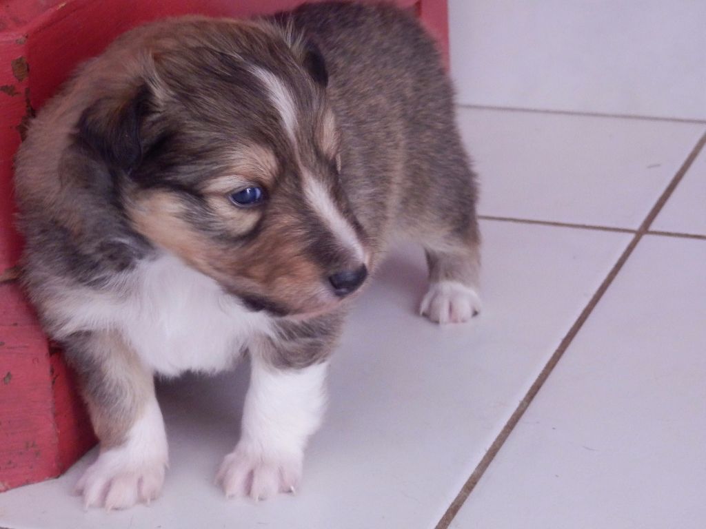 des bergers de la plaine - Les Chiots grandissent