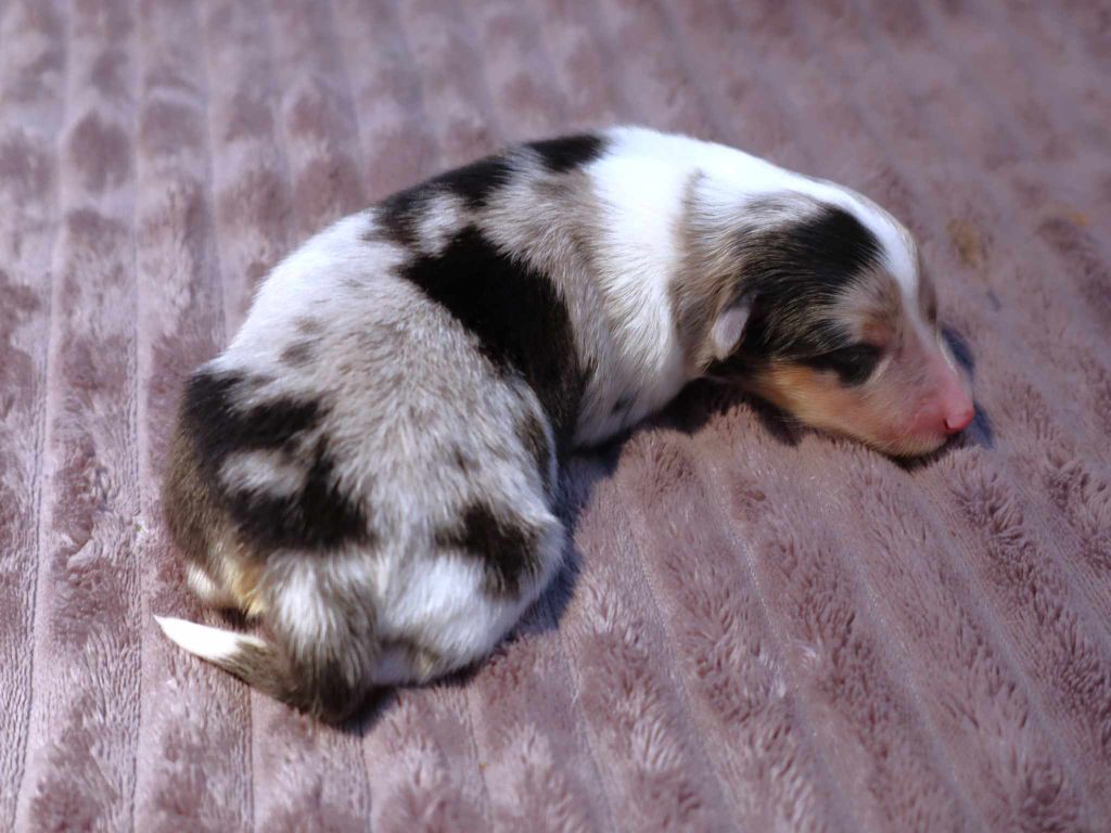 des bergers de la plaine - Chiot disponible  - Shetland Sheepdog