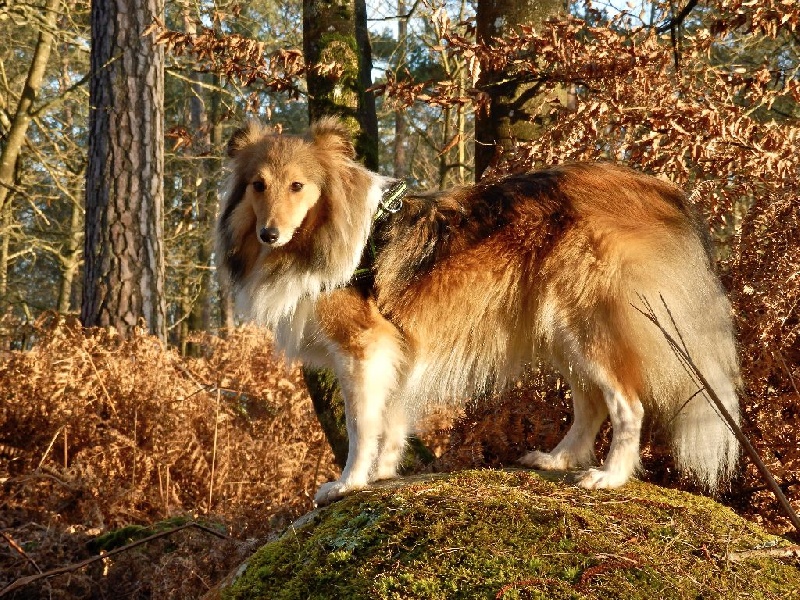 Girvan des bergers de la plaine
