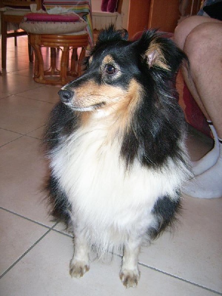 noel gypsi