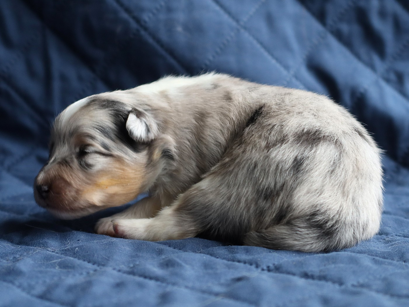 des bergers de la plaine - Chiots disponibles - Shetland Sheepdog