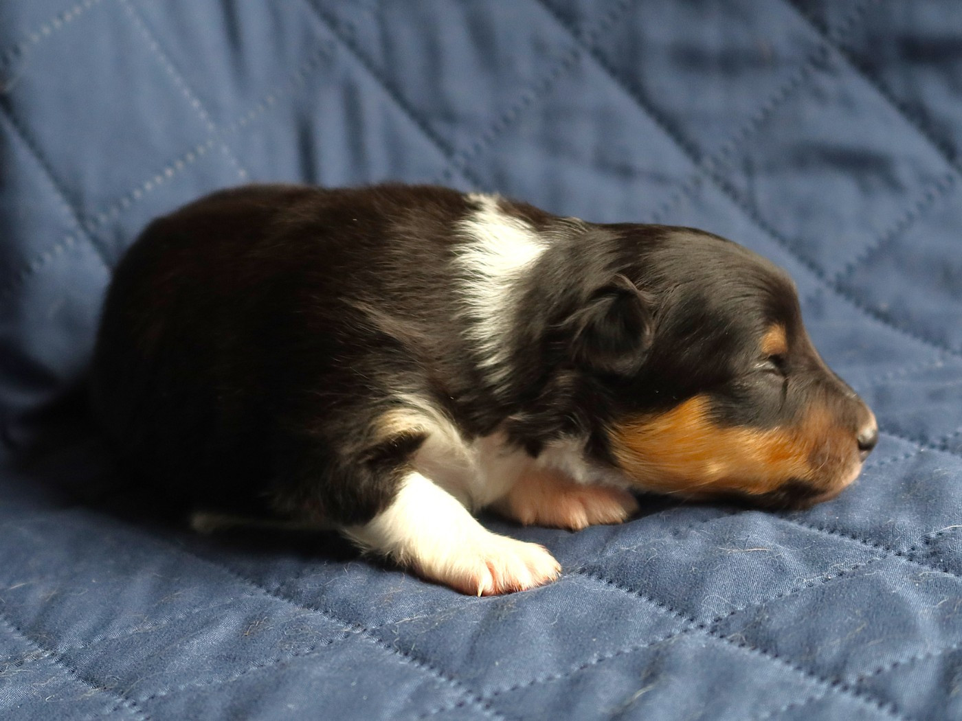 des bergers de la plaine - Chiots disponibles - Shetland Sheepdog