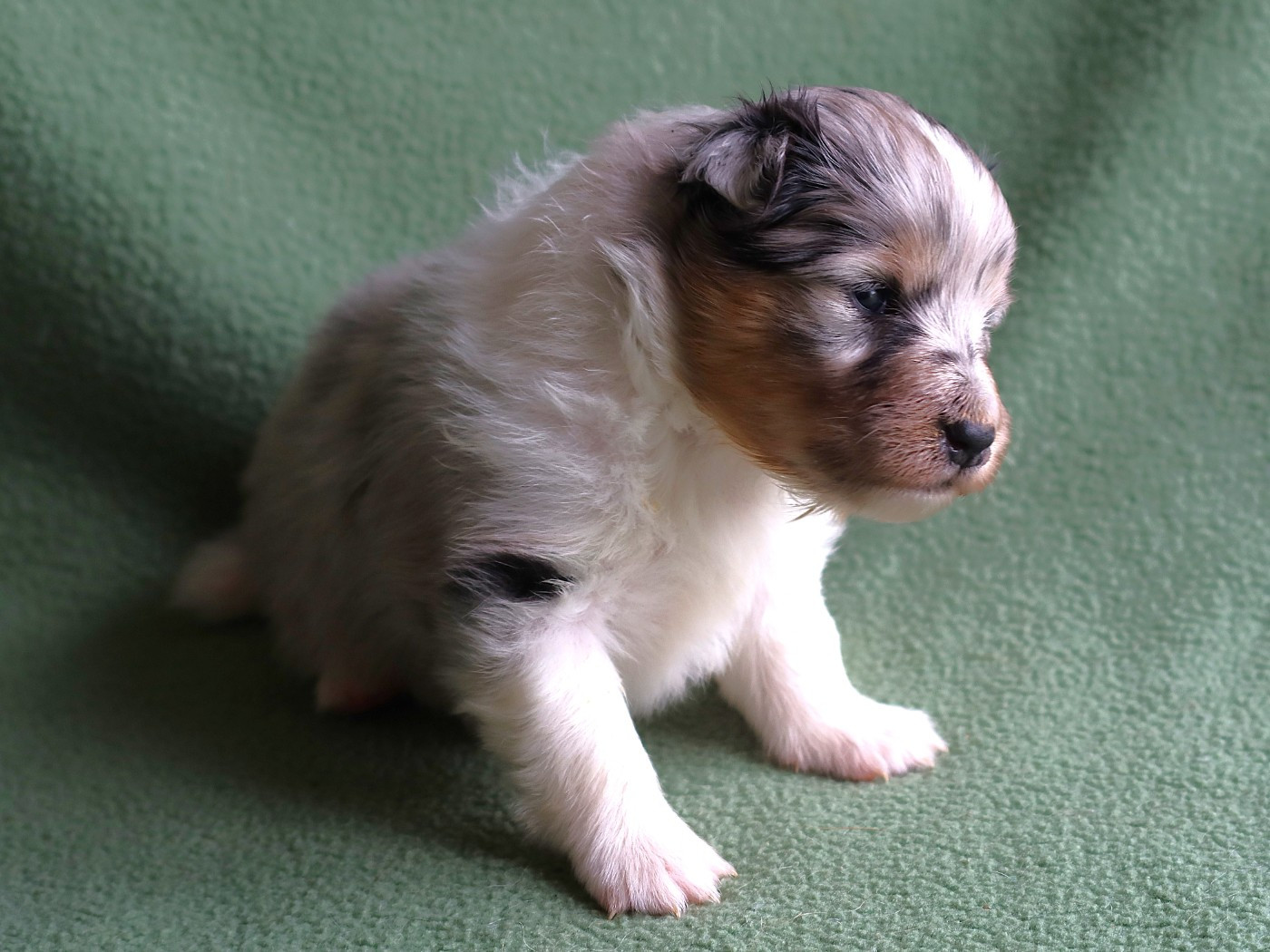 des bergers de la plaine - Chiots disponibles - Shetland Sheepdog