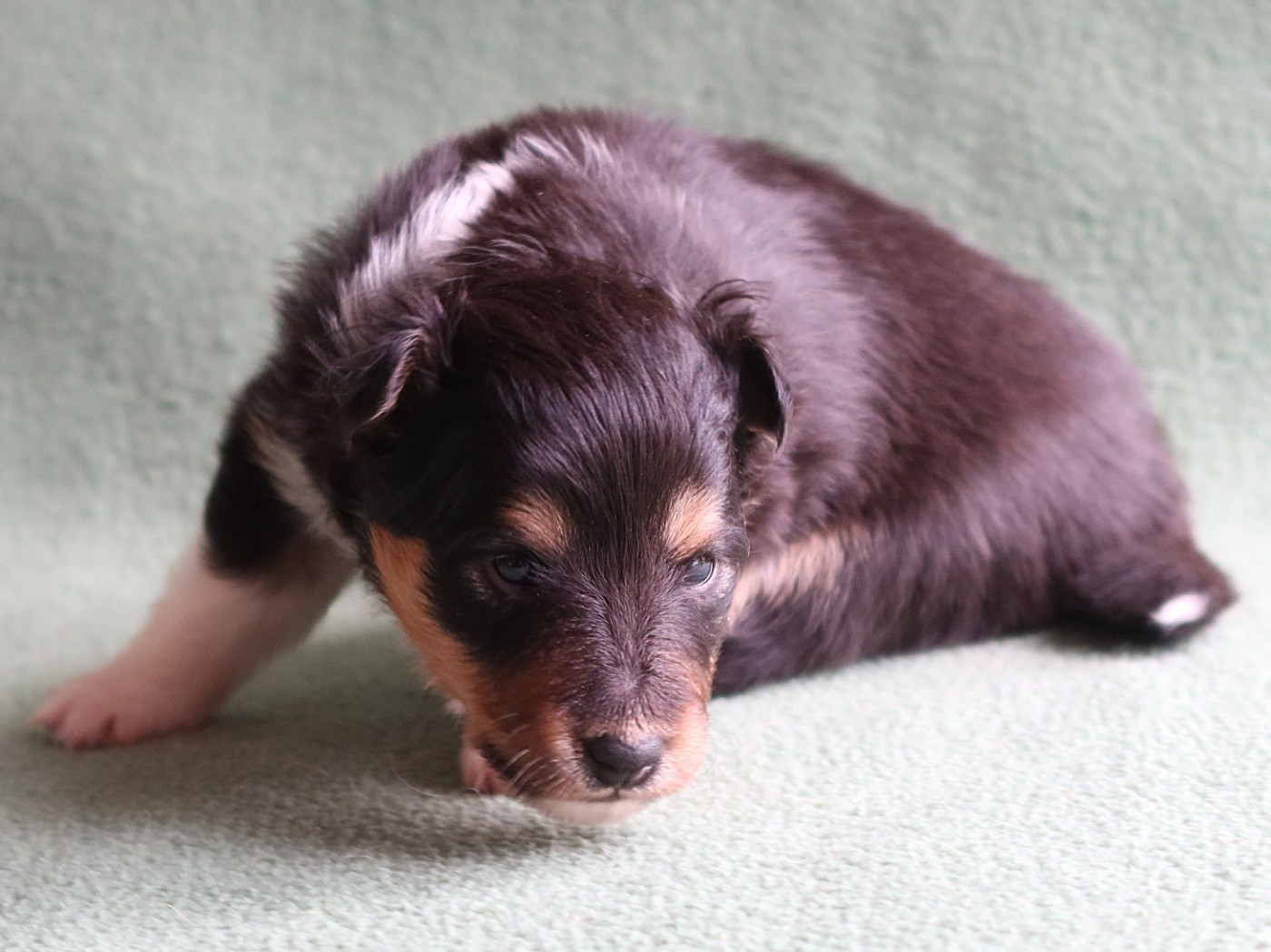 des bergers de la plaine - Chiots disponibles - Shetland Sheepdog