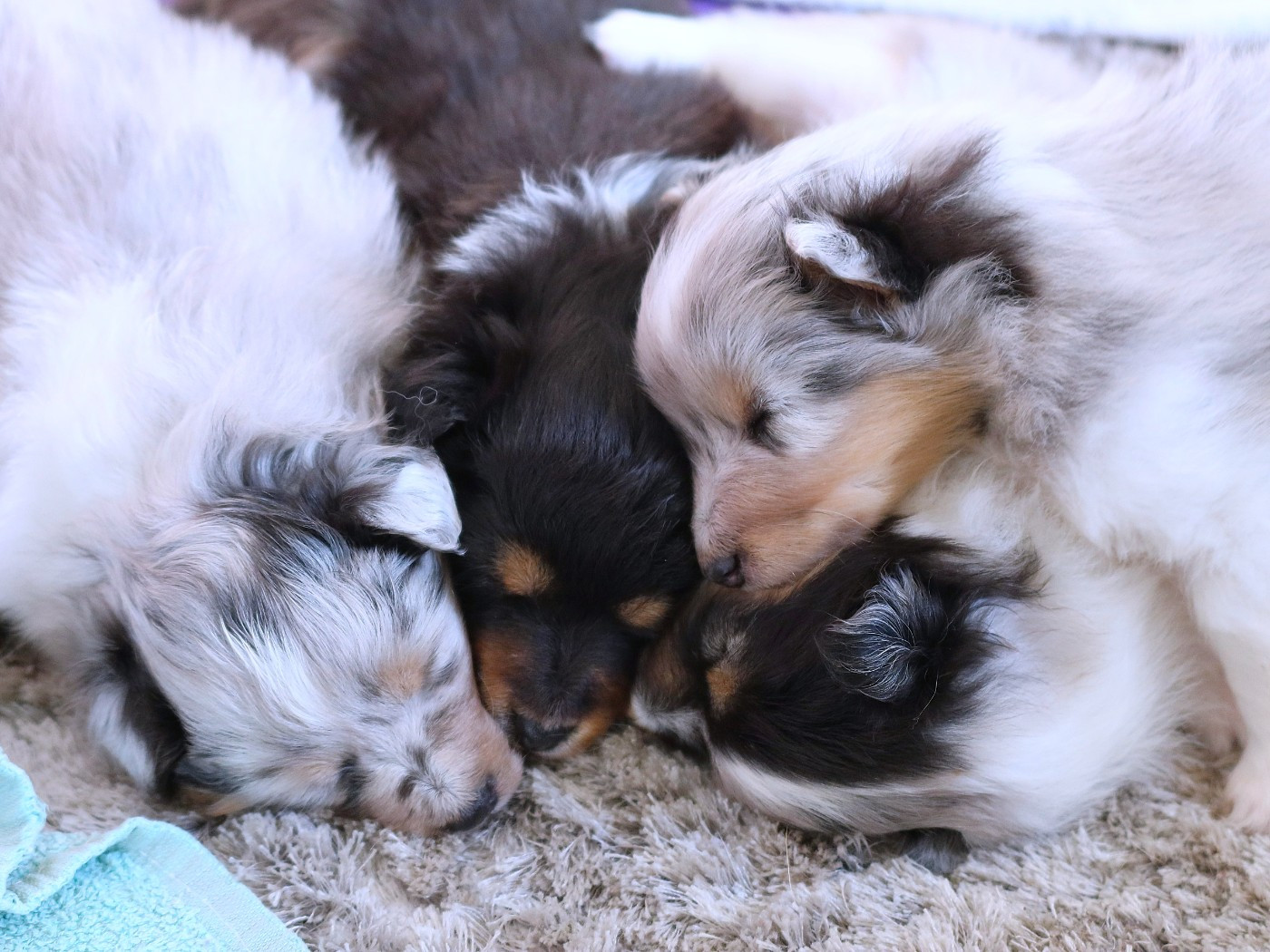 des bergers de la plaine - Shetland Sheepdog - Portée née le 04/01/2026