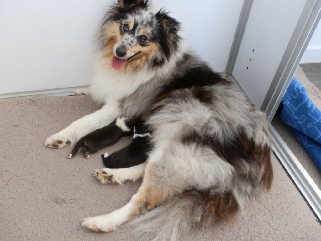 des bergers de la plaine - Chiots disponibles - Shetland Sheepdog