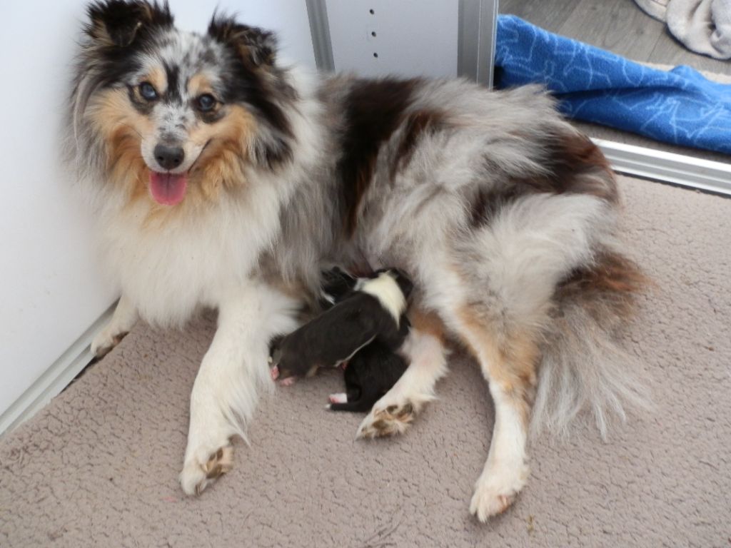 des bergers de la plaine - Chiots disponibles - Shetland Sheepdog